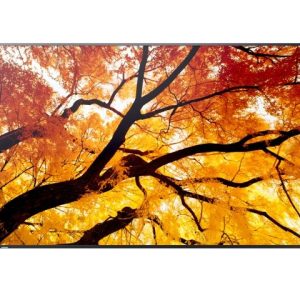 SHARP MultiSync M552